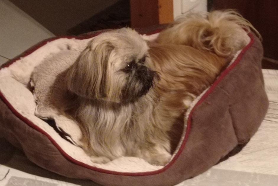 Alerte Disparition Chien Mâle , 8 ans Rosières France Alerte Disparition Chien Mâle , 8 ans Rosières France