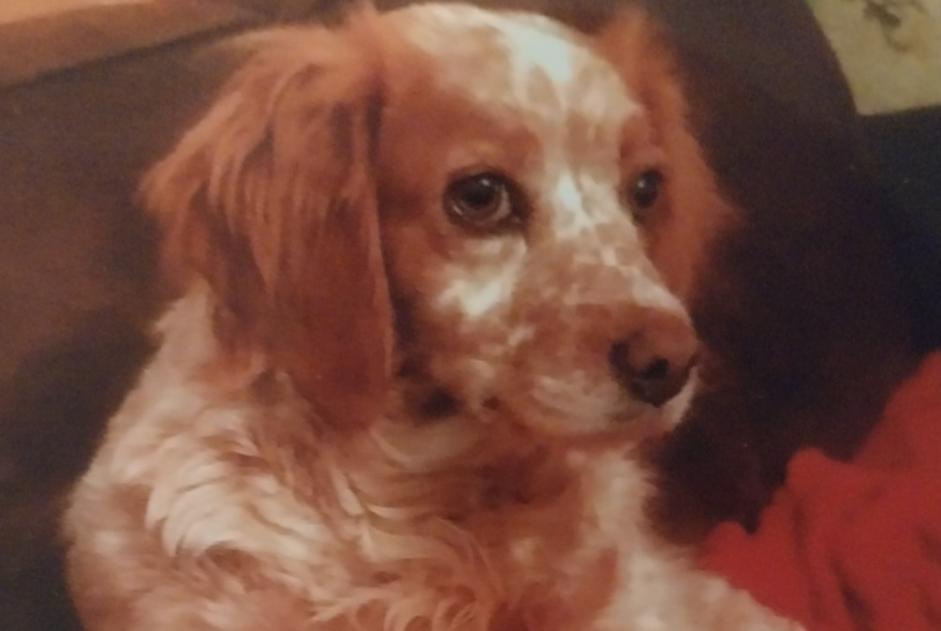 Avviso scomparsa Cane Femmina , 12 anni Montdragon Francia Avviso scomparsa Cane Femmina , 12 anni Montdragon Francia