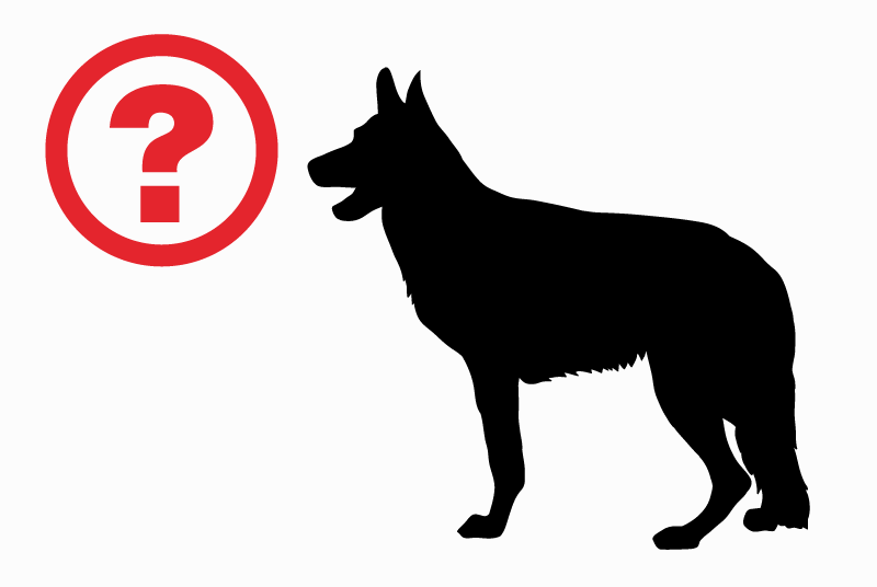 Alerte Découverte Chien Inconnu Lescure-d'Albigeois France